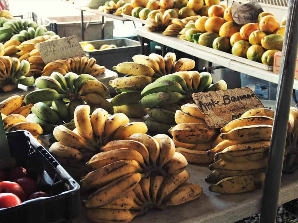 Explore the 3 Best Pumpkin Patches in Hawaii For a Great Fall Adventure