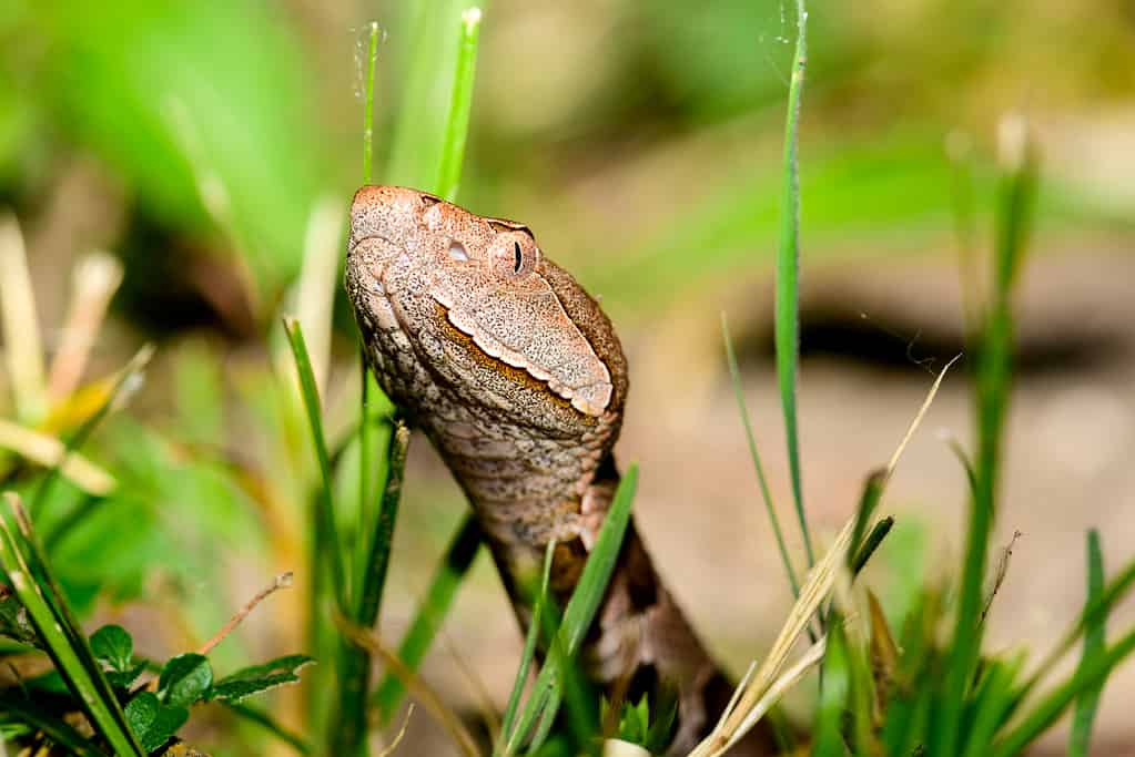 Where Do Copperheads Nest?