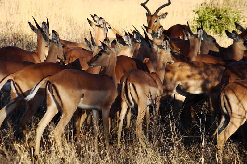 Lions Attack and Eat Three Impalas Directly In Front of a Camping Lodge