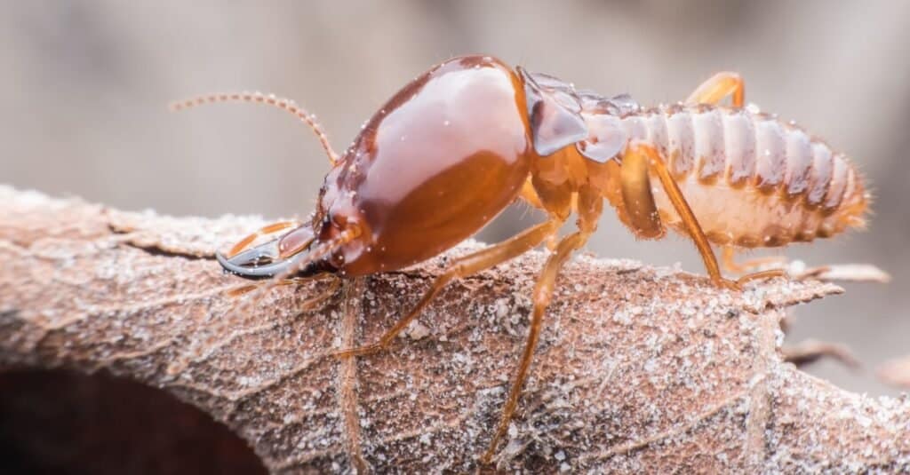 Termites in California: Types, Risks, and How to Prevent Them