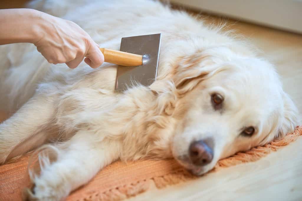 Watch This Adorable Pup Make a Baby Cry and Immediately Ask for Forgiveness