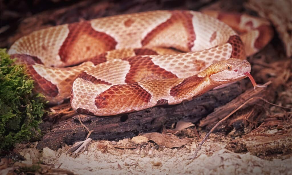 Where Do Copperheads Nest?