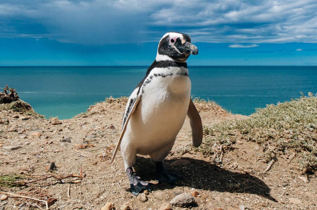 Audubon Aquarium in NOLA: Best Time to Visit and 3,600 of the Coolest Animals to See