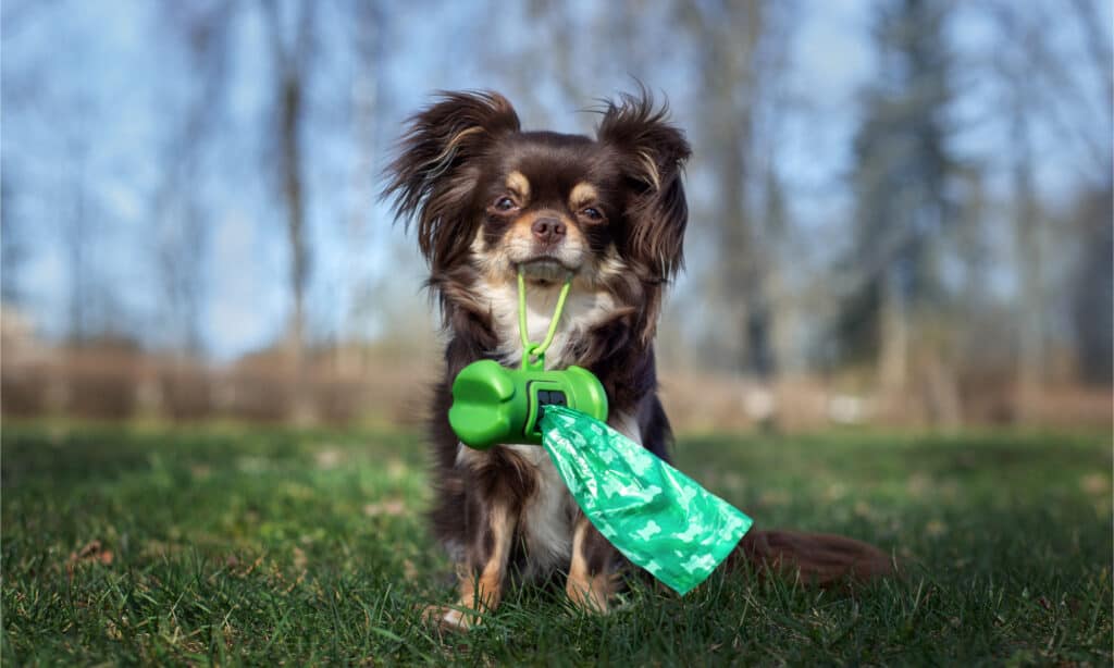 Are Dogs Allowed In Sam's Club? 6 Important Rules to Know