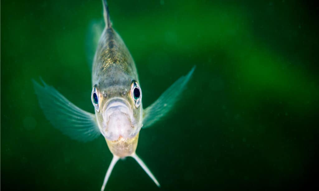 What's in the St. Marys River and Is It Safe to Swim In?