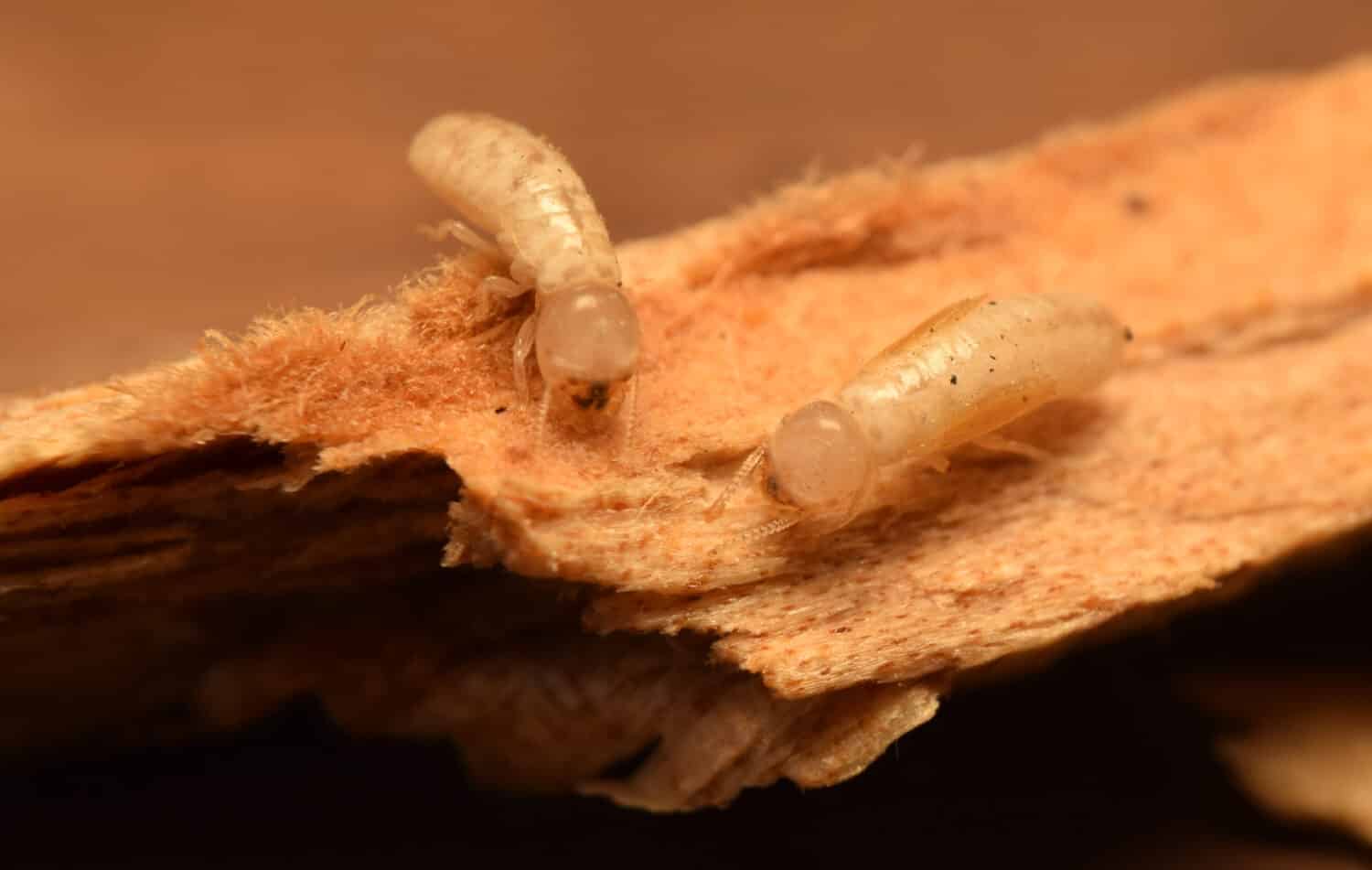 Termites in California: Types, Risks, and How to Prevent Them