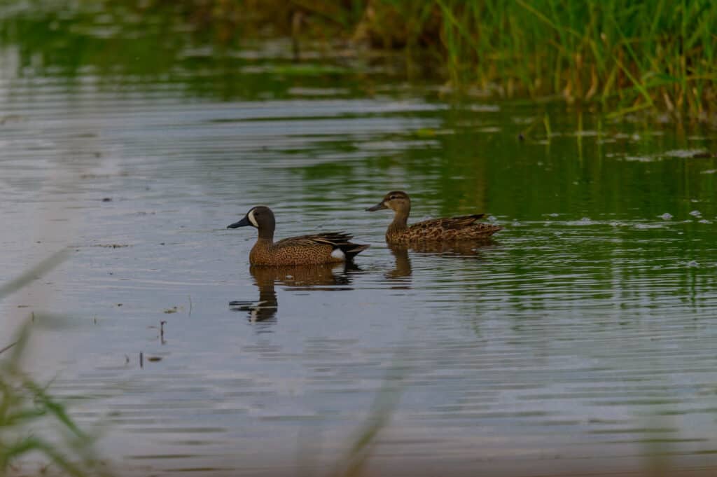 Presque Isle State Park: Ideal Visiting Time and 10 Things to Do