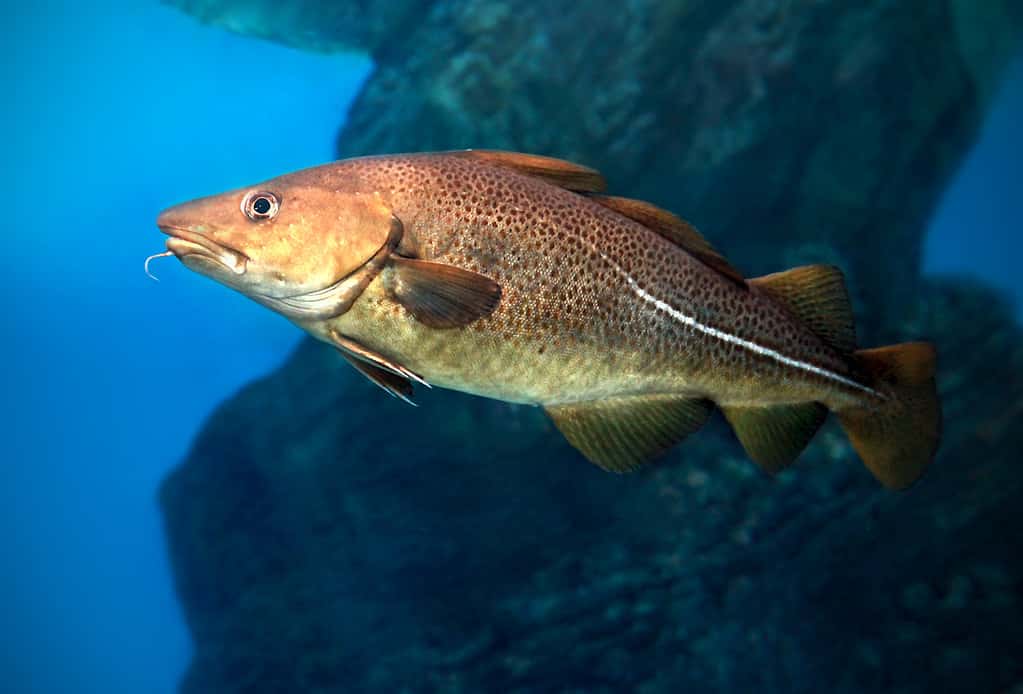 The 10 Largest Fish Ever Caught in Maine