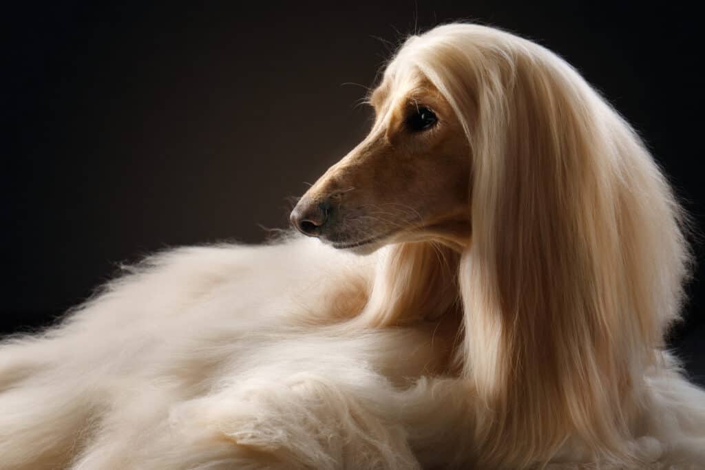 Male vs. Female Afghan Hound