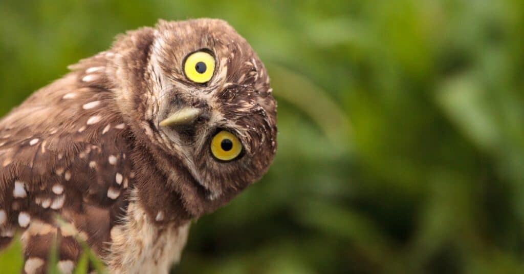 Discover 12 Types of Owls in Ohio (From Rarest to Most Common)