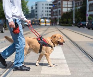 Are Dogs Allowed In Malls? 10 Important Rules to Know