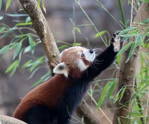 Are Red Pandas Endangered And How Many Are Left In the World?