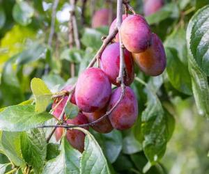 Can I Plant a Plum Pit and Grow a Tree?