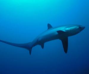 Witness Everyone's Worst Nightmare as a Man's Boat Capsizes Next to a Circling Shark