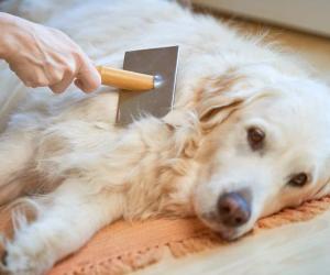 Watch This Adorable Pup Make a Baby Cry and Immediately Ask for Forgiveness