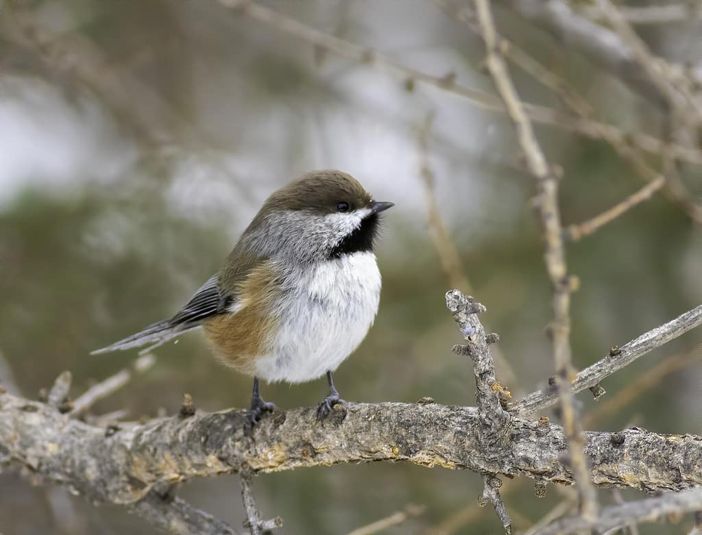 The Top 15 Smallest Birds In Canada