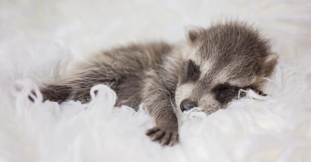 7 Sounds Raccoons Make and How to Interpret Each One