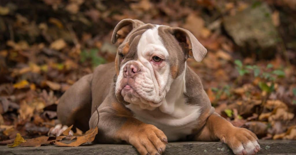 National Bulldog Day 2024: Date, Origin, and Ways to Celebrate