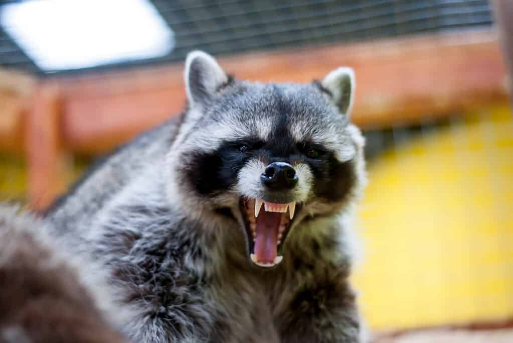 7 Sounds Raccoons Make and How to Interpret Each One