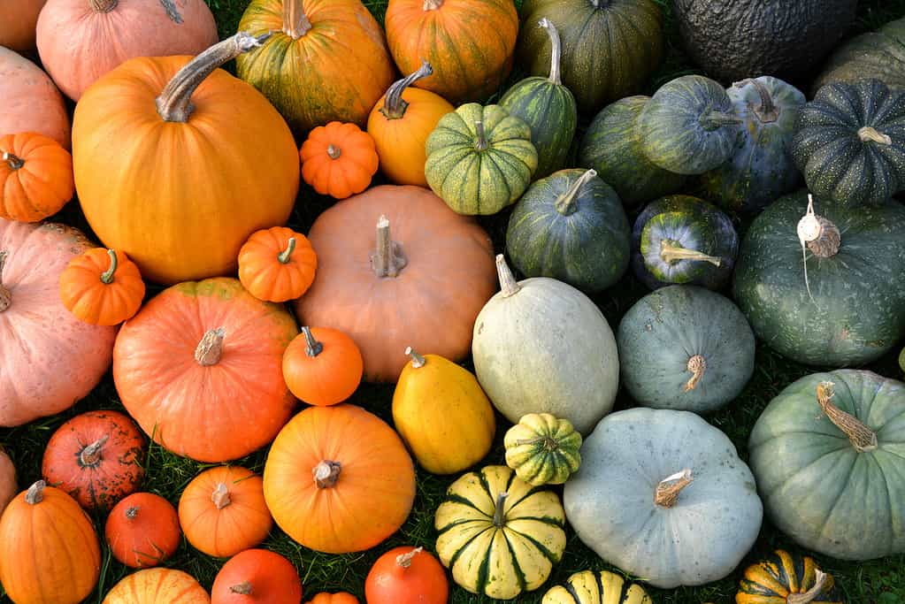 Explore the 5 Best Pumpkin Patches in Massachusetts To Experience Autumn