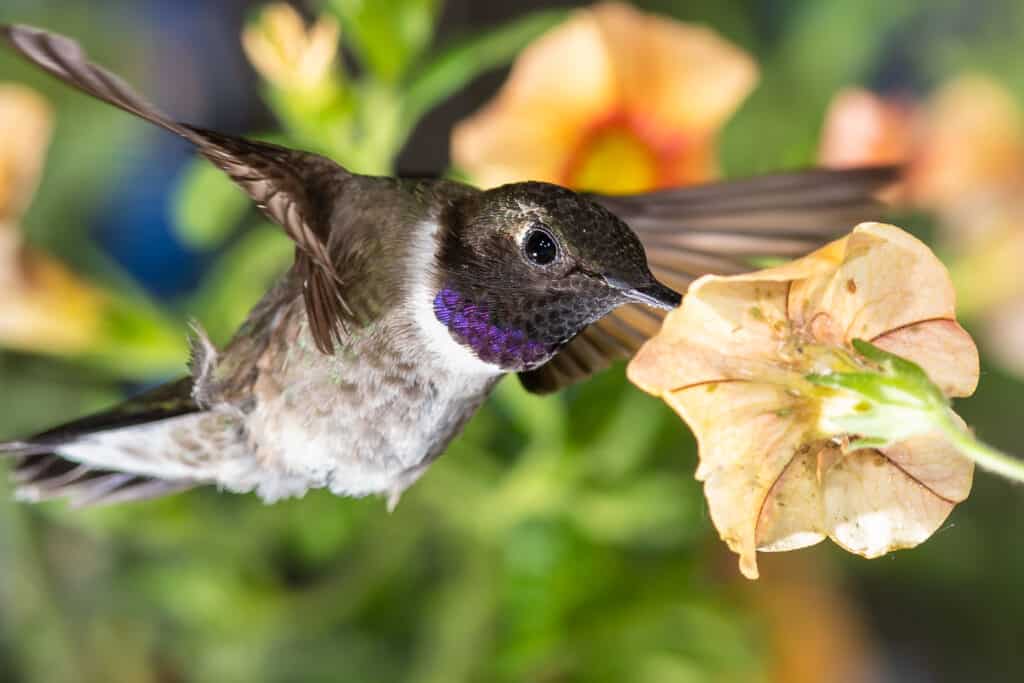 The Top 15 Smallest Birds In Canada