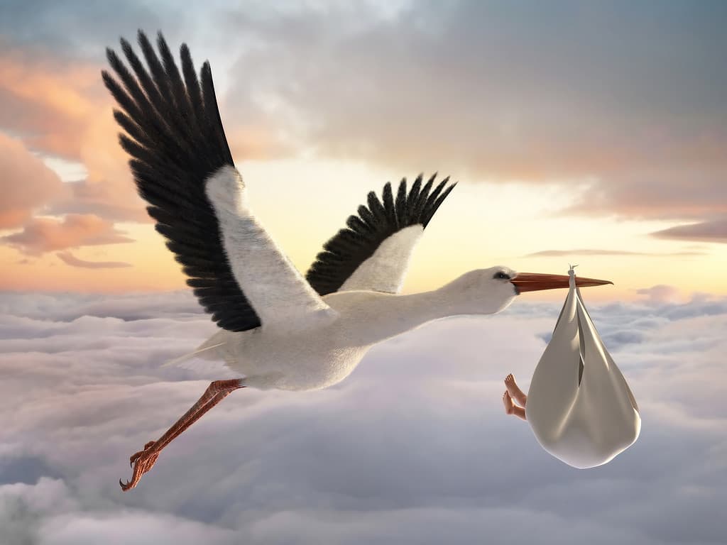 White Stork: Why Do They Kill Their Young