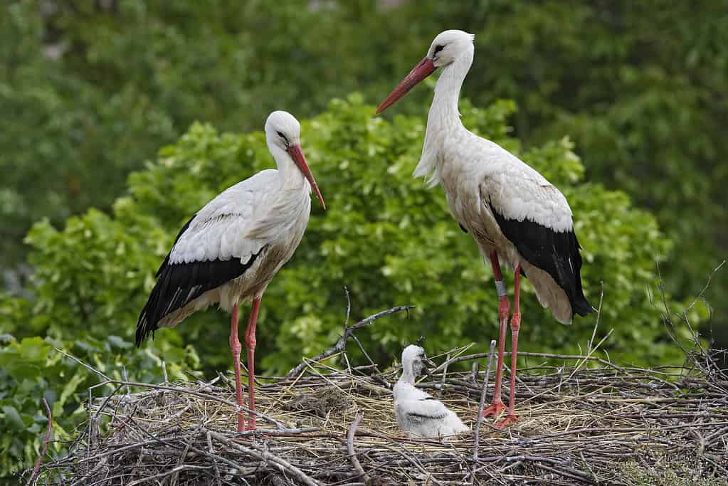 White Stork: Why Do They Kill Their Young