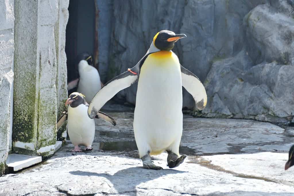 Discover How Penguins Stay Warm in Their Frigid Habitat