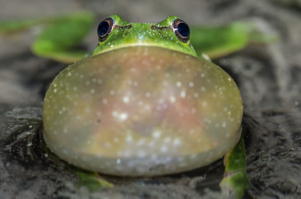 Female Frogs Found Faking Their Own Death To Avoid Male Advances