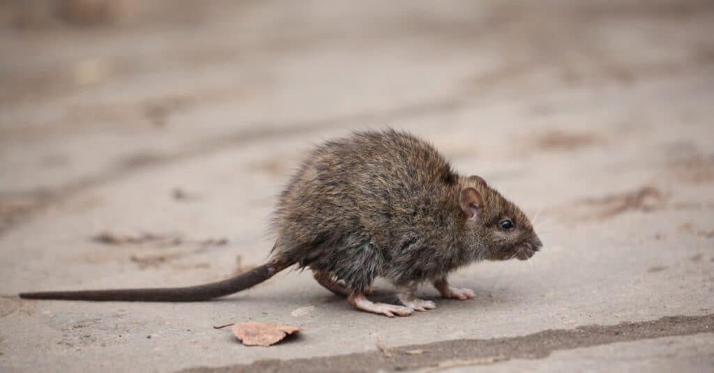 How Long Can Rats Hold Their Breath?