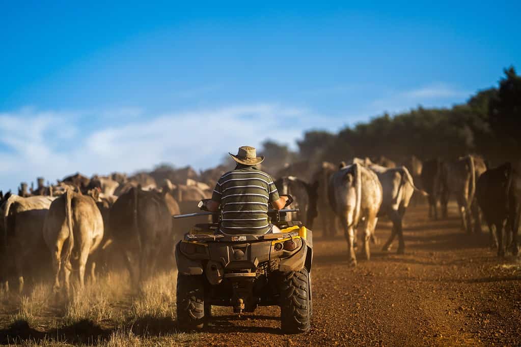 The Oldest Town in Victoria Is 60 Years Older Australia Itself