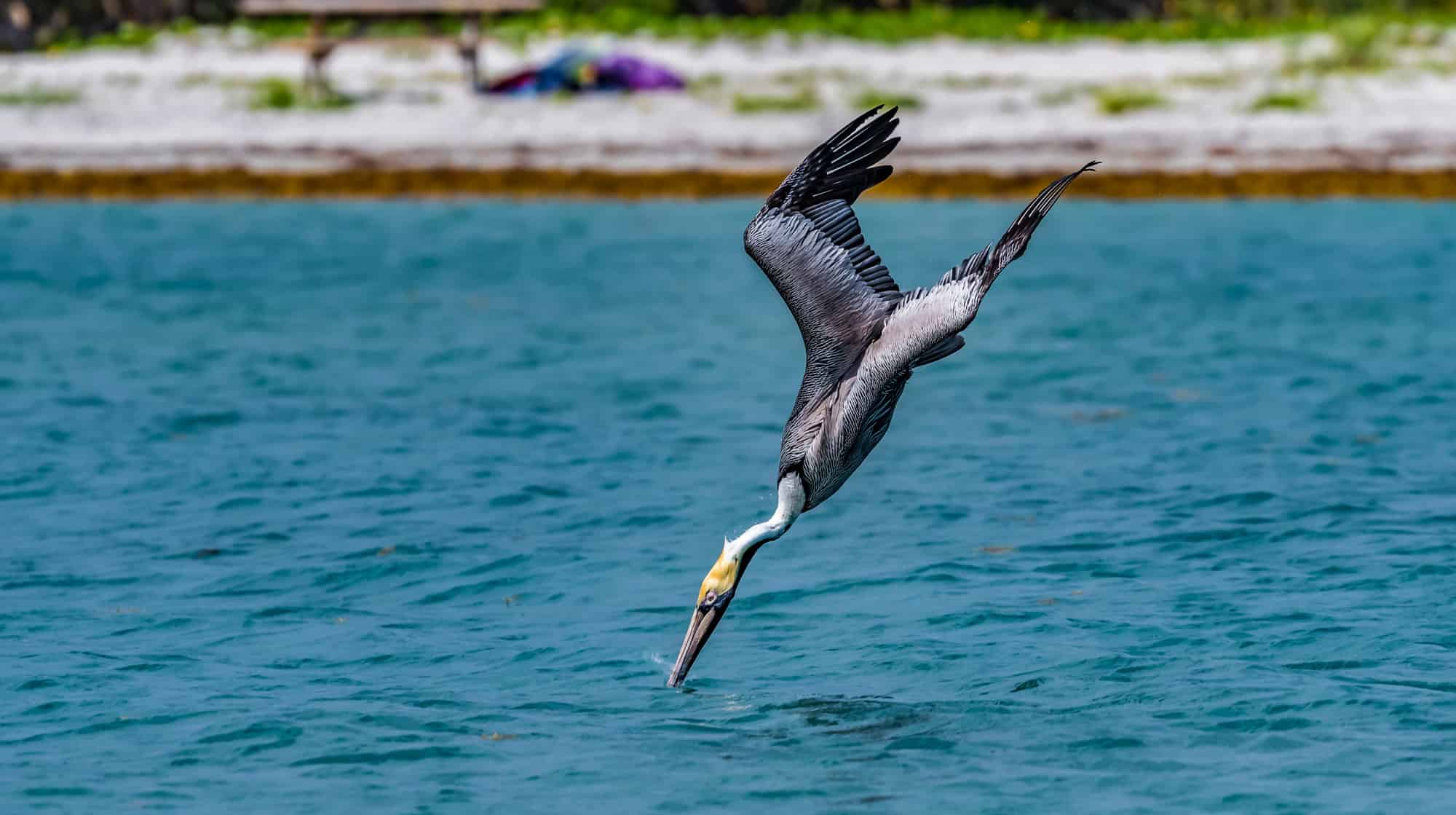 Discover the 19 Largest Flying Birds in Louisiana