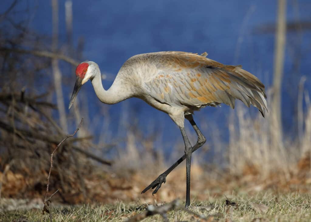 Discover the 19 Largest Flying Birds in Louisiana