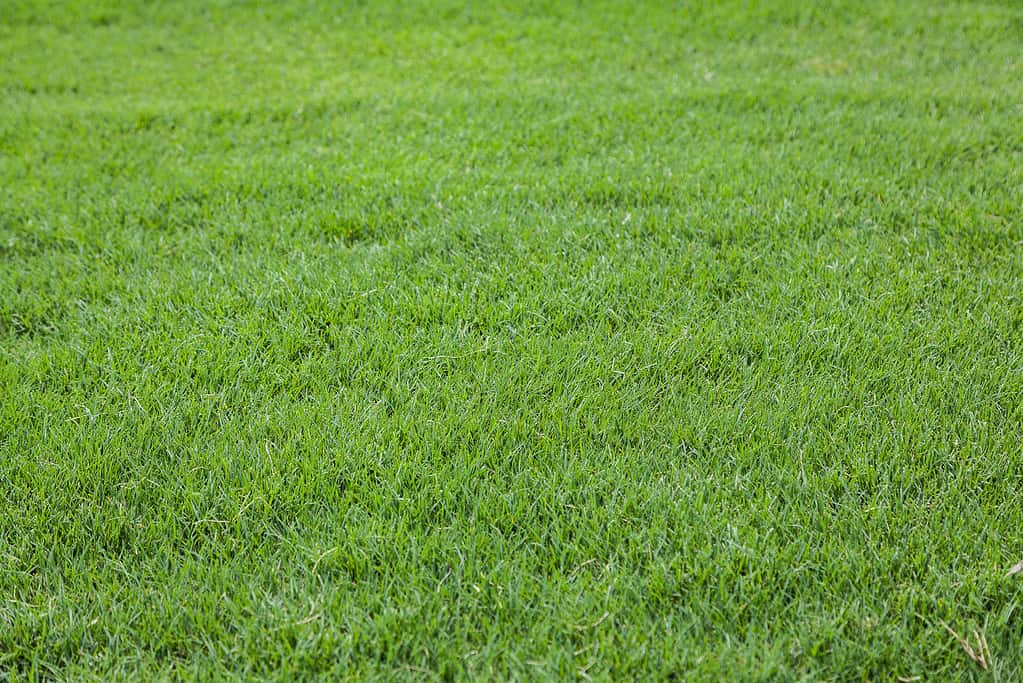 Considering Artificial Turf for Your Yard and Own a Dog? 5 Critical Things to Know