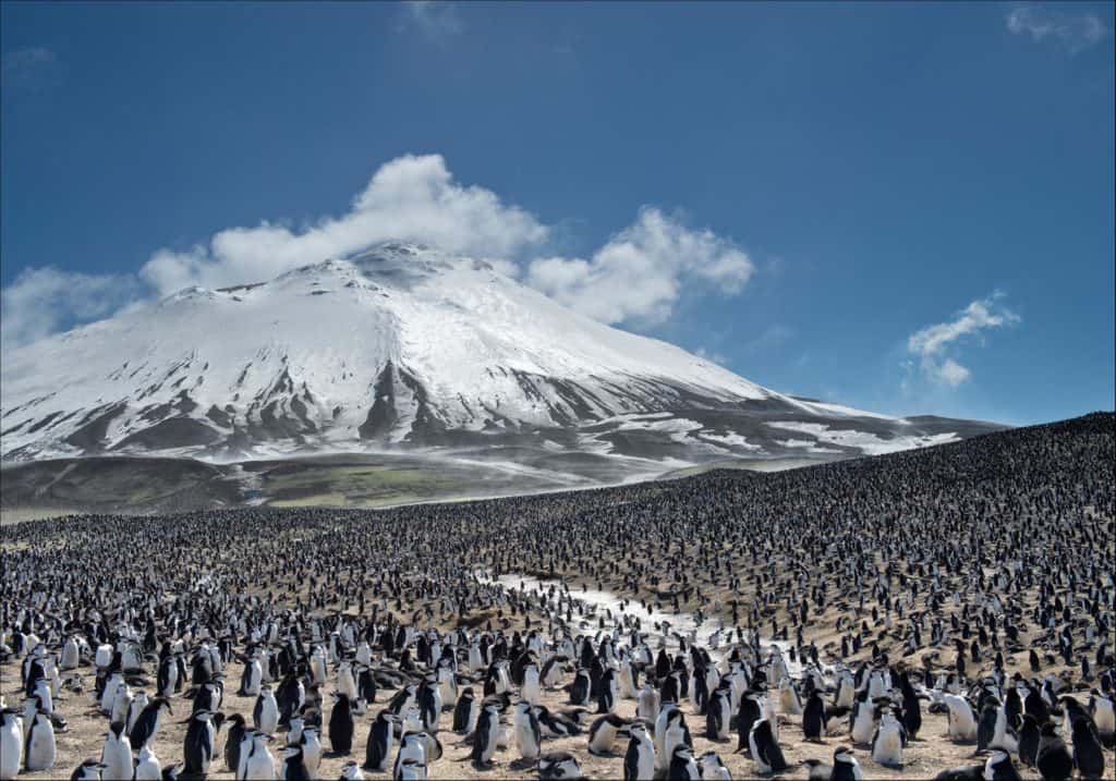 Discover How Penguins Stay Warm in Their Frigid Habitat