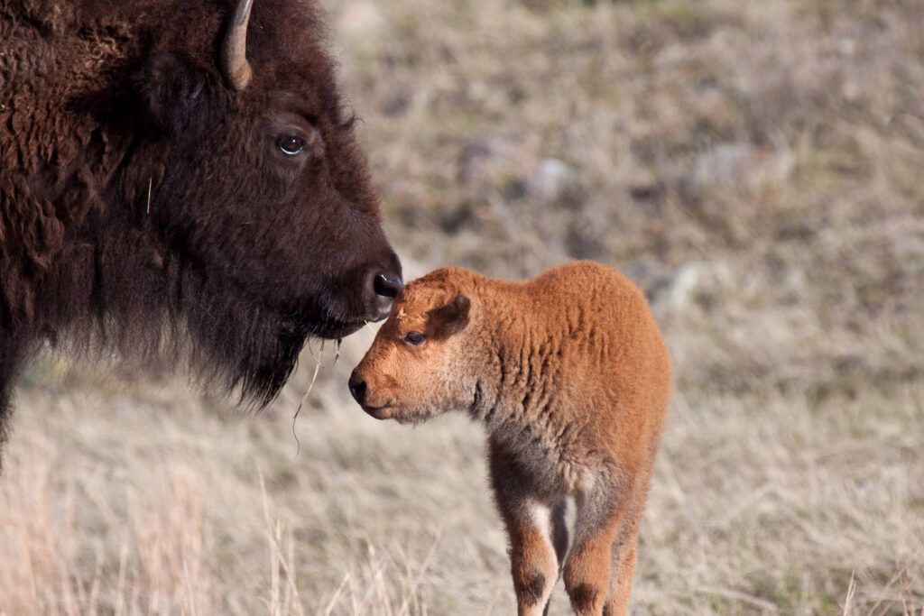 Discover One of the Oldest and Largest Bison Herds in the U.S.