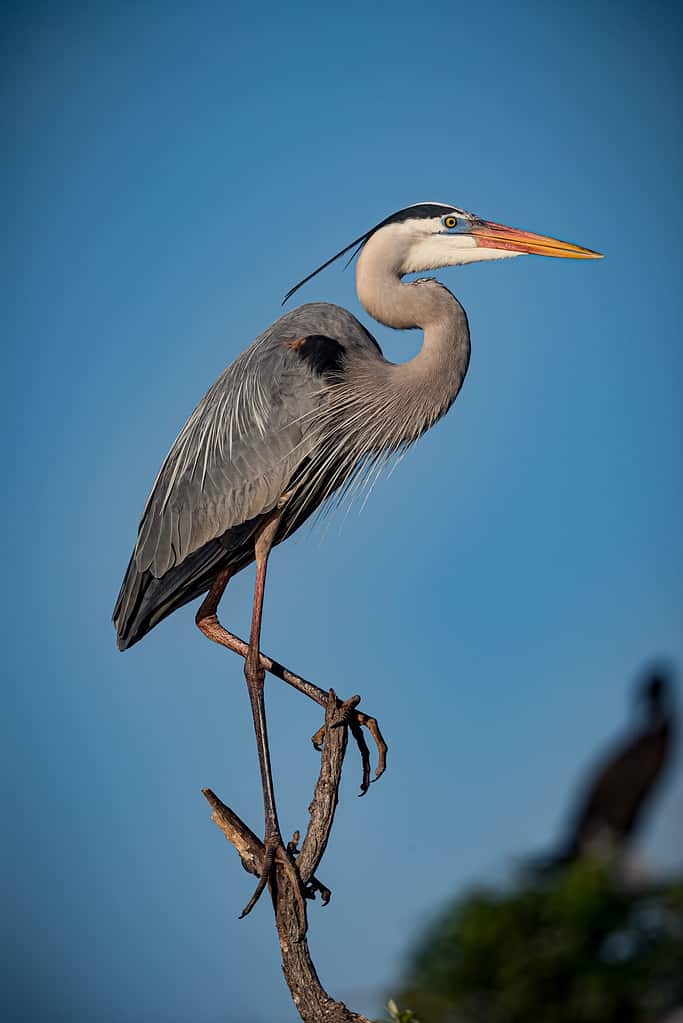 Discover the 19 Largest Flying Birds in Louisiana