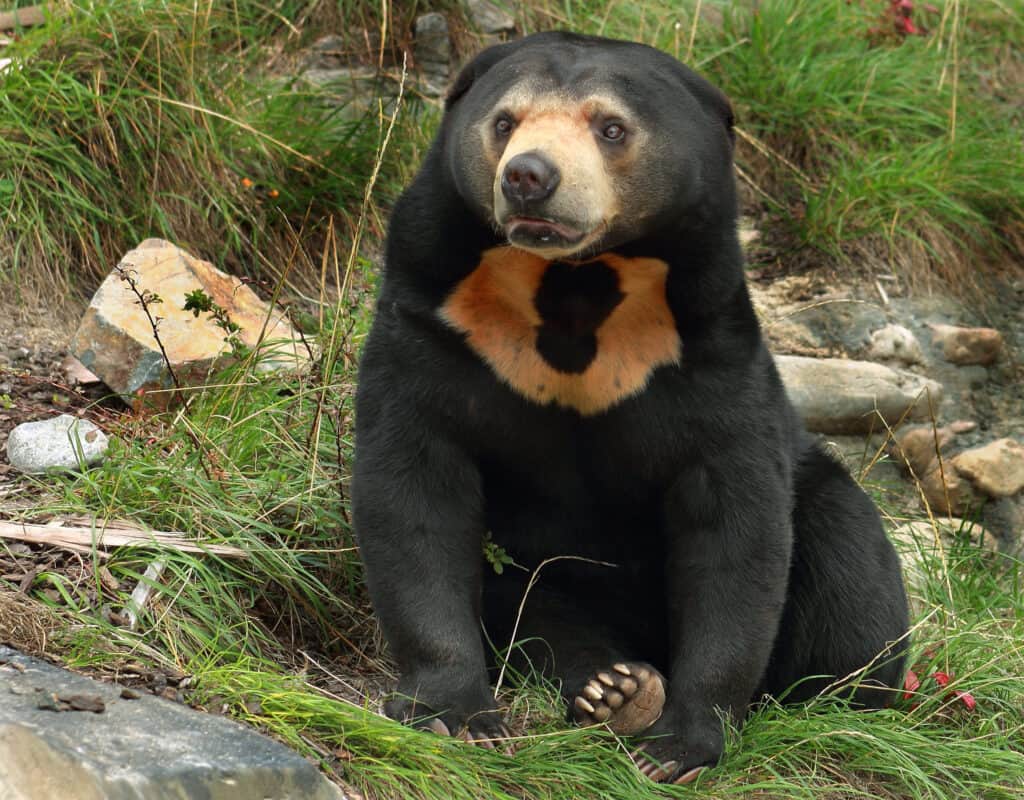 Discover the Only Bears That Can Live and Survive in the Jungle