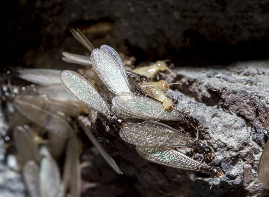 Termites in Michigan: Types, Risks, and How to Prevent Them