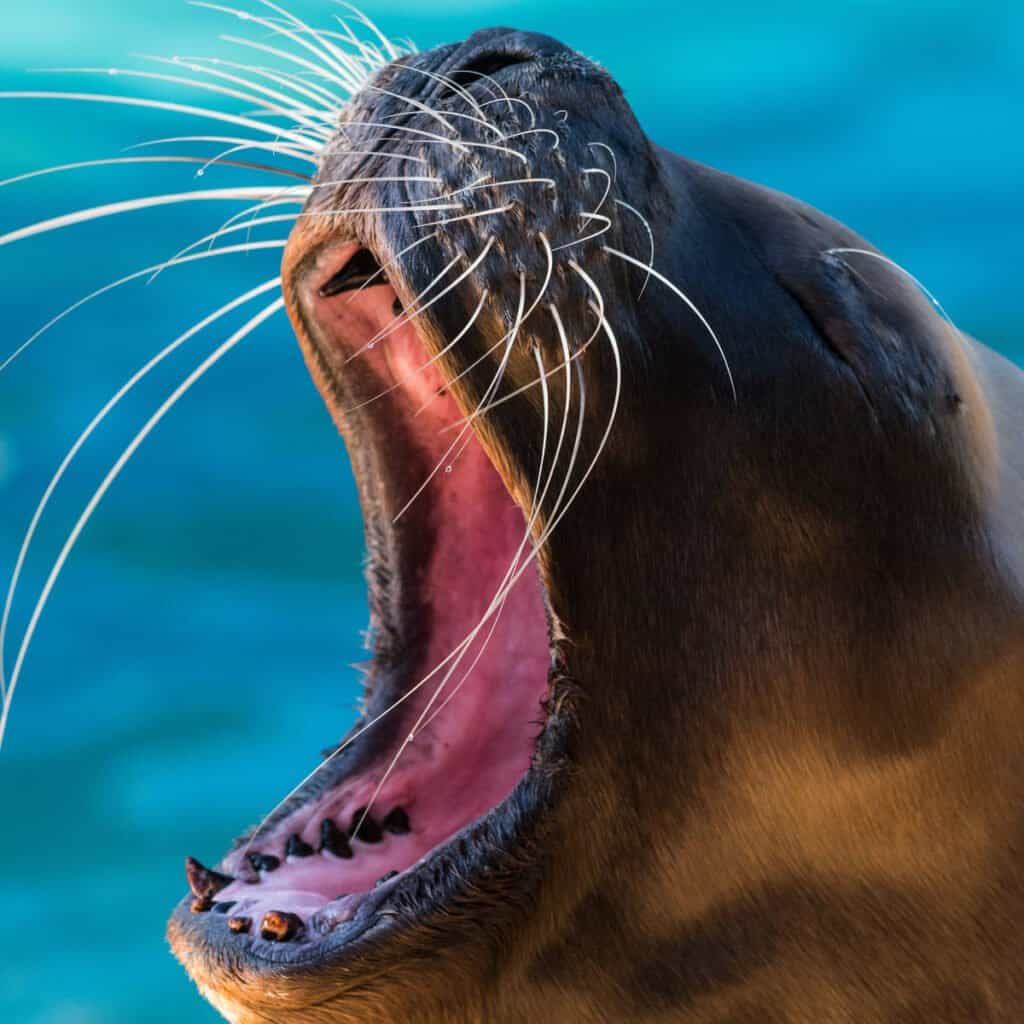 Watch a Valiant Pit Bull Expel a Group of Lazy Sea Lions in Less Than 10 Seconds