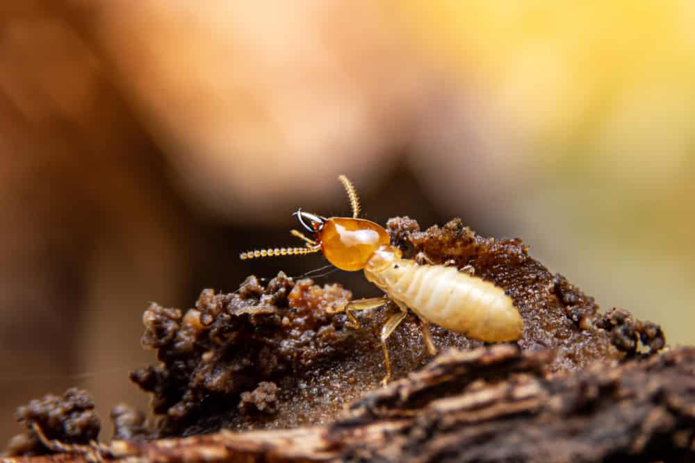 Termites in Michigan: Types, Risks, and How to Prevent Them