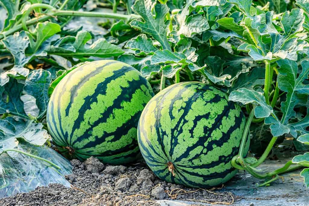 The 6 Fastest-Growing Fruits for a Quick and Delicious Harvest