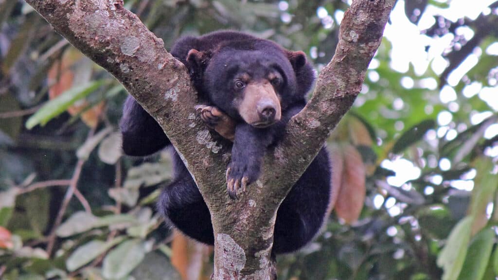 Discover the Only Bears That Can Live and Survive in the Jungle