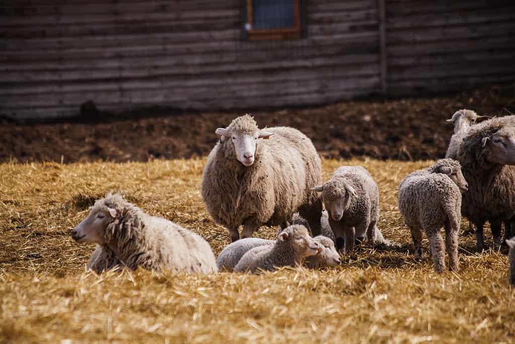 5 Animals Brought to the Americas by Europeans