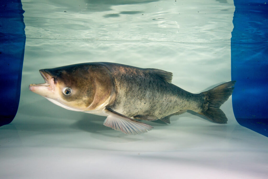 The Largest Bighead Carp Ever Caught in Wisconsin Was the Size of Springer Spaniel