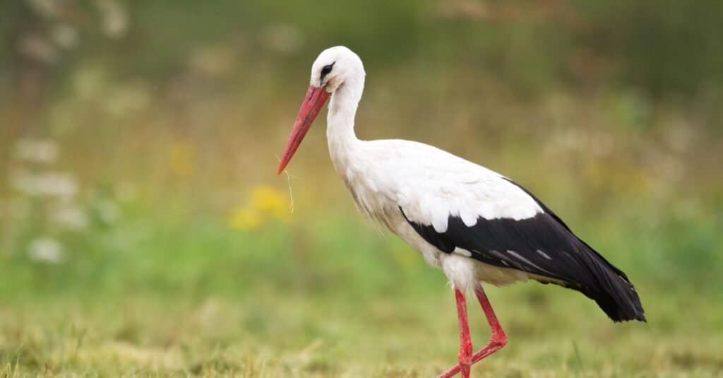 White Stork: Why Do They Kill Their Young