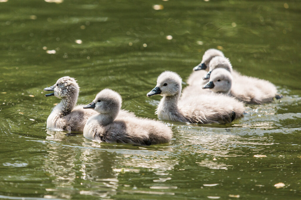 Watch This Territorial Swan Charge Head-First at an Eagle Floating on Its Pond