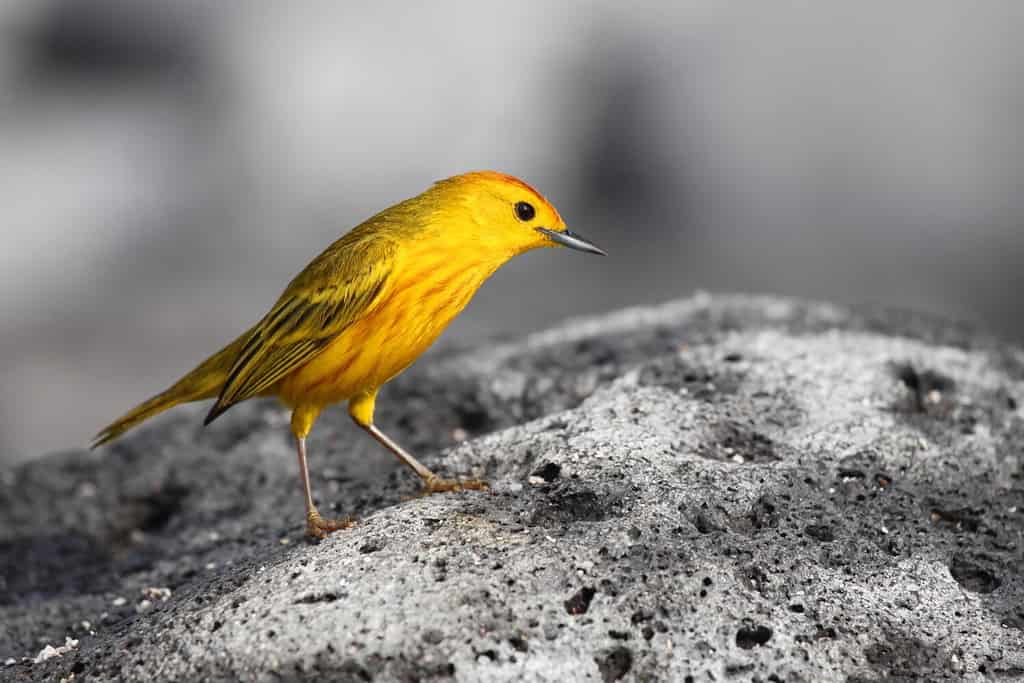 The Top 15 Smallest Birds In Canada