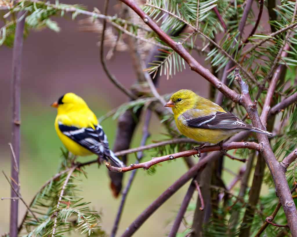 The Top 15 Smallest Birds In Canada