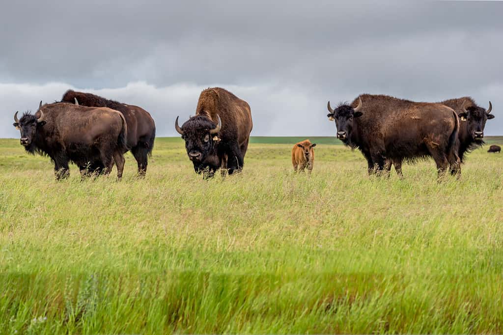 Discover One of the Oldest and Largest Bison Herds in the U.S.